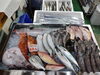 令和8年1月16日 店内「📣本日のお魚情報🐟」