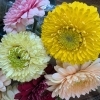 かわいいポンポンガーベラ　入荷しました