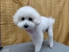 「へそ天バリカン【どっぐさろんあきゅ　京都市南区上鳥羽　小型犬専門　トリミング　ペットサロン】」