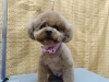 「ヘアチェンジ【どっぐさろんあきゅ　京都市南区上鳥羽　小型犬専門　トリミング　ペットサロン】」