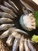 細魚の姿造り「さより」