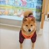 うめちゃん「今日のお友達」
