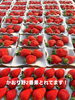 特大かおり野「特大かおり野スタート！[日進市米野木町のいちご直売所rikkefarm]」