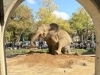 「🐘ゾウキーパー奮闘記（55.土遊び）」