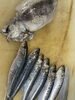 新鮮魚介、毎日数量限定「ご無沙汰です、イワシ入荷」