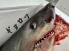 「僕は何「サメ」でしょうか？🦈」