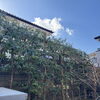 🌿 白樫（シラカシ）の剪定｜風と光を通す手入れの考え方