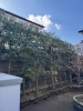 シラカシの剪定「🌿 白樫（シラカシ）の剪定｜風と光を通す手入れの考え方」