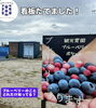 「【保存版】小さな一粒に詰まった大きな物語。ブルーベリーの魅力と「ブルーベリーポケット」のこだわり【犬山市/フルーツ狩り/ブルーベリー農園】」