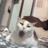 お家の猫ちゃんの幸せの雫をお外の猫ちゃんへ。「2dropsキャンペーン」で保護猫支援、今年も続けます