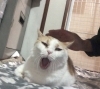 優しく撫でられて眠くなっちゃったね「お家の猫ちゃんの幸せの雫をお外の猫ちゃんへ。「2dropsキャンペーン」で保護猫支援、今年も続けます」