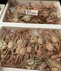 黒子「鮮魚入荷致しました」
