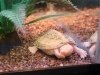 白いカメ「写真撮影におすすめの生き物紹介【屋内体験スポットかすみがうら市水族館】」