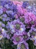 ガーデンカフェ「花曜日」の色彩「海と花に癒される、北灘のご褒美カフェに紫とピンクのメネシアが庭を彩っています。」