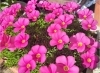 「北灘の隠れ家。花とコーヒーの小さな楽園。」