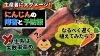 「誰でも省力化栽培！　１本ネギ植え方法で手軽に収穫できます。たねのハシモトミヤ」