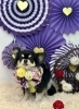 いずるくん「2026 わんことお正月🎍」