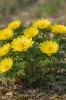 フクジュソウ「🌼 今日のはな：フクジュソウ（福寿草）」