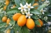 「🍊 今日のはな：キンカン（金柑）」