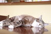 「ガチガチに凝り固まったコリ、あきらめていませんか？」