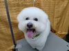 「お顔ゴシゴシ【どっぐさろんあきゅ　京都市南区上鳥羽　小型犬専門　トリミング　ペットサロン】」