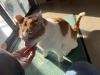 メインストリートの3代目猫社長チビらです「今日の社長」