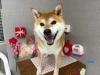 after「本日のお客さま♡柴犬【大分市中戸次／ドッグサロン／トリミング】」