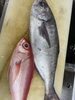 新鮮な鱼介をご堪能ください「小笠原より　オナが鯛入荷」
