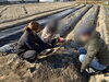 玉ねぎの植え付け「初めての玉ねぎ植え付け！そして現れたフレーベルの敵「ヌートリア」」