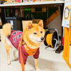 うめちゃん「今日のお友達」