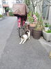 やっと会いに来てくれたにゃー「(=^・^=) ネコ見ぃつけた 🐈　★英会話と体操のコラボ教室（堀切、お花茶屋、綾瀬、亀有、小菅）」