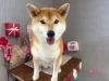 「本日のお客さま♡柴犬【大分市中戸次／ドッグサロン／トリミング】」