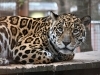 「2月21日（土） ～23日（月･祝）「とべ動物園 ねこ歩き」を開催します！」