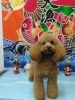 「トイ・プードルのあんちゃん(^o^)」