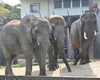 「動物園からのお知らせ【月刊とべZOU：1号～6号】」