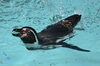 「〈1/28～2/7〉フンボルトペンギン🐧の公開及びペンギンのお食事タイム中止のお知らせ」