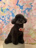 プードル ラブちゃん💞「✂️🐶斐川町トリミングサロン🐕 ͗ ͗✨.ﾟ･*..☆.｡.」