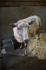 「コリデール🐑初めての同居」