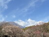 南立石公園の梅の木「別府市　学習塾RainBow　南立石公園の梅の花が見ごろになりつつあります！　【別府　塾　個別指導　高校入試　大学入試　新規生募集中】」