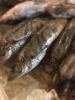 目光「めひかりの唐揚げ」