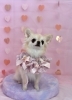 しらこちゃん「ピンクバレンタイン💝」