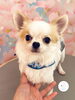 6ヶ月のチワワくん「🫧初めてのシャンプーしたチワワくん🐶」
