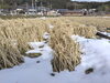 田んぼの全景「冬の真菰（まこも）田んぼから春への準備が始まっています」