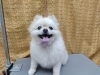 「オプションふわふわ【どっぐさろんあきゅ　京都市南区上鳥羽　小型犬専門　トリミング　ペットサロン】」