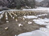 静寂が包む 凍った田んぼの原風景「猛暑と水不足を乗り越えた真菰と、新しい真菰田んぼの冬景色」