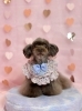 しゃかくん「ピンクバレンタイン💝」