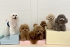 理玖くん♡くまくん♡ルルちゃん♡綺羅くん♡仁姜くん♡ハッピーちゃん♡リリーちゃん「ましゅまろ幼稚園🐾」