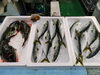 令和8年1月31日 店内「📣本日入荷のお魚情報🐟」