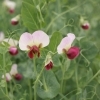 エンドウ「🌱 今日のはな：エンドウ（豌豆）」