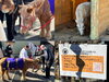 「🐴ご神馬ふれあい感謝デー‼️かわいい3頭のご神馬ポニーきらら🐴ちょこ🐴ばにら🐴ポニーウォーク✨ポニーふれあい✨［2026年の土日祝日の午の日10時〜開催❗️立石⛩️五方山熊野神社］」
